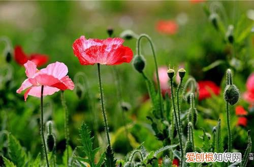 图 虞美人怎么养 虞美人的养殖方法和注意事项