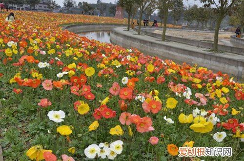 图 虞美人怎么养 虞美人的养殖方法和注意事项