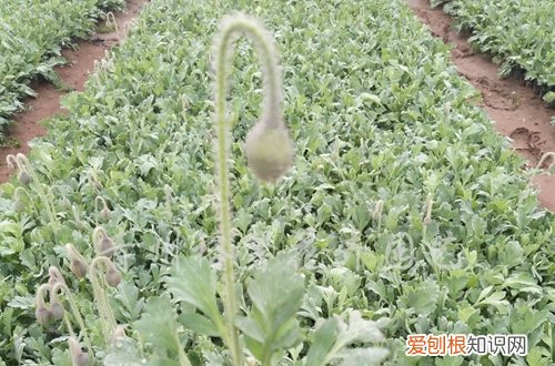 图 虞美人怎么养 虞美人的养殖方法和注意事项