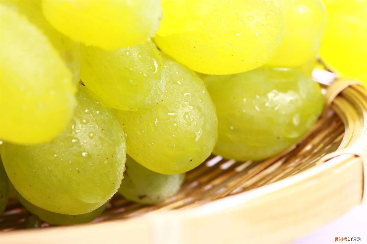 葡萄无休眠种植技术 南方葡萄如何不休眠，怎么打破休眠