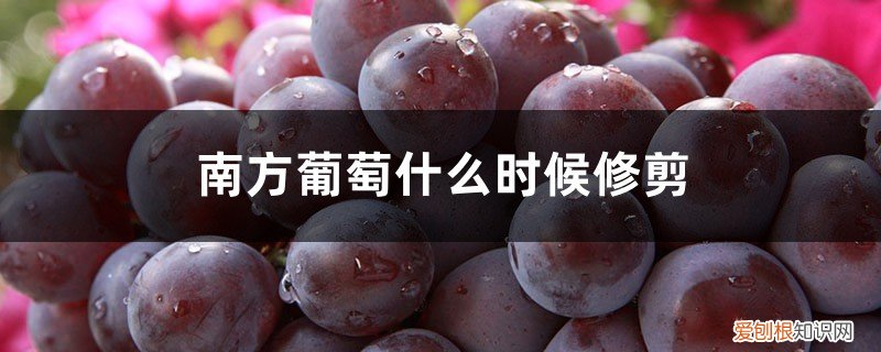 南方葡萄树什么时候修剪 南方葡萄什么时候修剪，修剪时间和方法