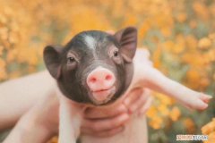 香猪和迷你猪有区别吗，香猪跟普通的猪有什么区别?
