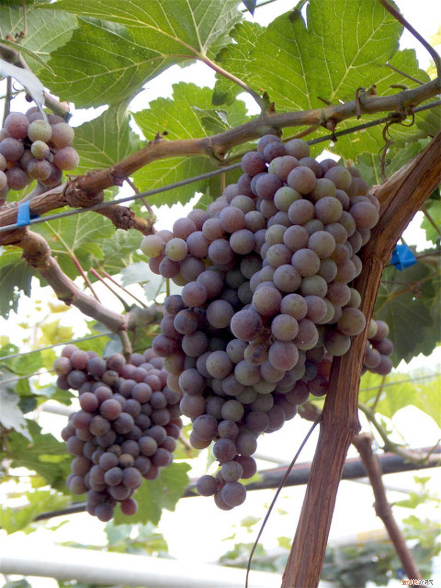 南方适合种植什么葡萄品种 南方葡萄什么时候种植最好，选什么品种