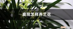 庭院种兰花好吗 庭院怎样养兰花