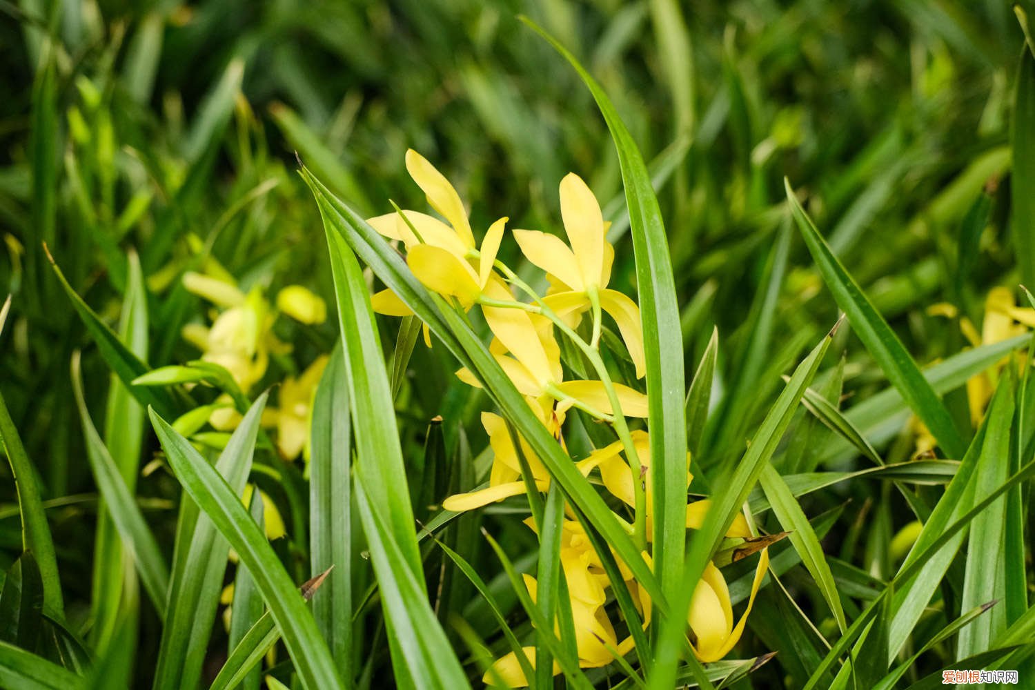 兰花的根长长了盆上面来了怎么办 兰花根长出土怎么办，只剩下根怎么办