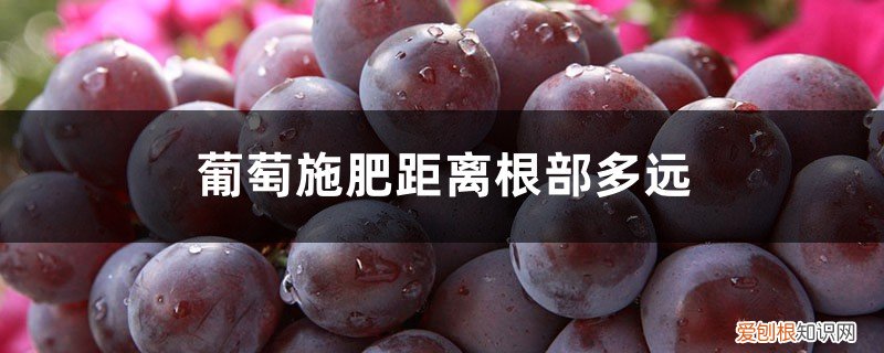 葡萄施肥离树根多远 葡萄施肥距离根部多远，施肥的位置和深度