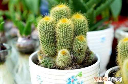 图 仙人球怎么种植 仙人球种植方法和注意事项