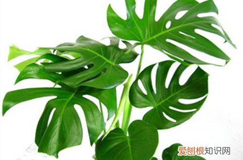 图 龟背竹什么时候换盆好 龟背竹怎样换盆、有哪些注意事项