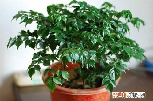 图 幸福树可以晒太阳吗 幸福树全天日照行吗