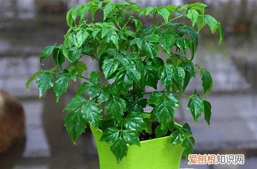 图 幸福树可以晒太阳吗 幸福树全天日照行吗