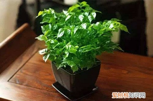 图 幸福树可以晒太阳吗 幸福树全天日照行吗