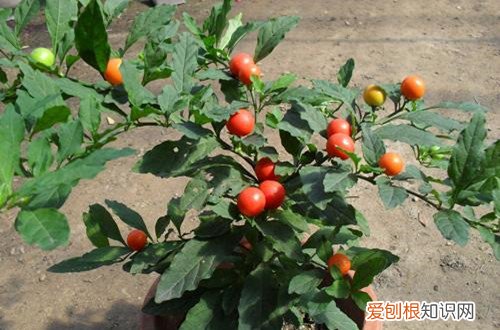 图 珊瑚豆怎么越冬 珊瑚豆冬天养殖方法和注意事项