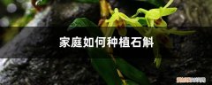 北方石斛的栽培技术和方法 家庭如何种植石斛，在北方怎么过冬