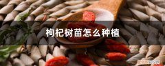 枸杞苗几年能长成树 枸杞树苗怎么种植，几年结果