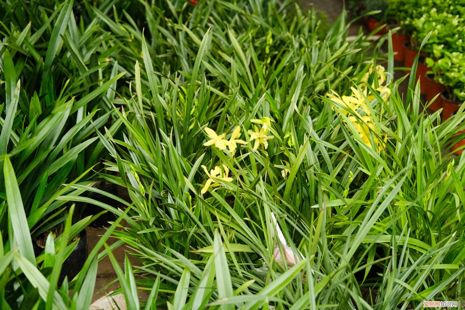 用什么自制肥浇兰花 兰花用什么肥可以多开花，自制兰花肥料方法