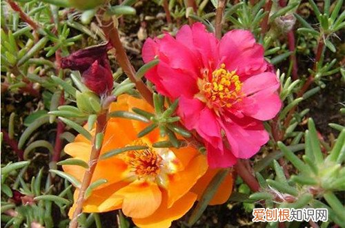 图 太阳花怎么浇水 太阳花多久浇一次水