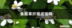 鱼腥草种植多久可以挖根 鱼腥草扦插成活吗，鱼腥草扦插时间