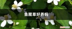 鱼腥草用什么土养好 鱼腥草好养吗，怎么养长的好