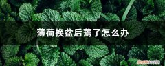 薄荷移盆后叶子干枯怎么办 薄荷换盆后蔫了怎么办，薄荷换盆正确方法