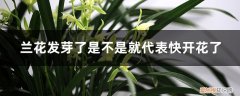 兰花发新芽是不是就会开花 兰花发芽了是不是就代表快开花了