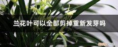 兰花叶可以全部剪掉重新发芽吗视频 兰花叶可以全部剪掉重新发芽吗