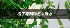 栀子花刚种怎么浇水,怎么养护呢 栀子花刚种怎么浇水，怎么养护