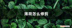 薄荷怎样修剪图解 薄荷怎么修剪，修剪下来的薄荷怎么用