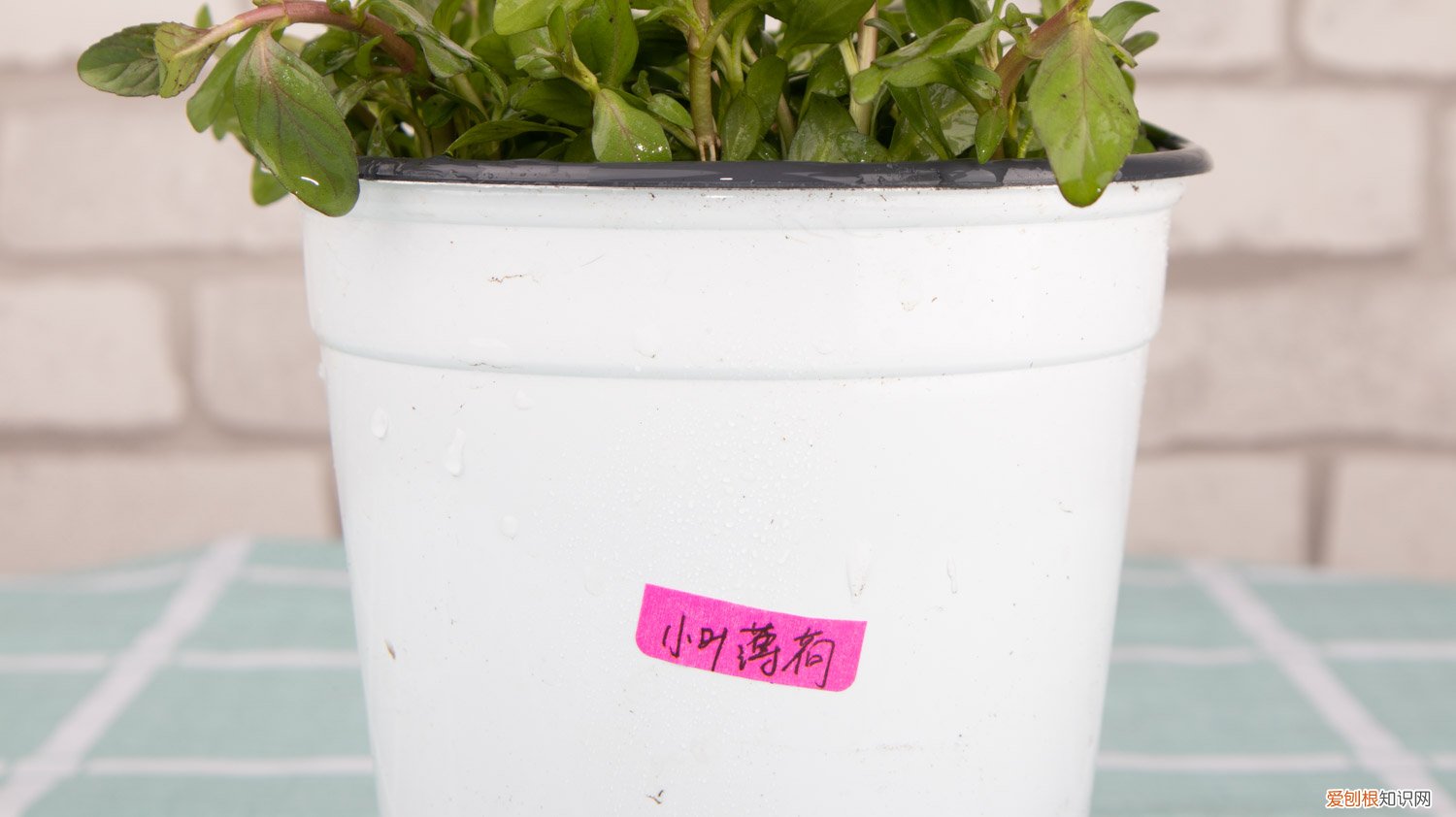 薄荷怎样修剪图解 薄荷怎么修剪，修剪下来的薄荷怎么用