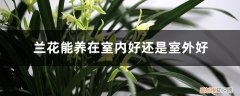 兰花养在室内好吗 兰花养在室内好还是室外好，室内盆栽兰花怎么养护