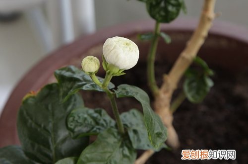 虎头茉莉怎么修剪 虎头茉莉修剪方法图解