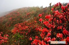 图 杜鹃花冬天会冻死吗 杜鹃花冬季如何养护