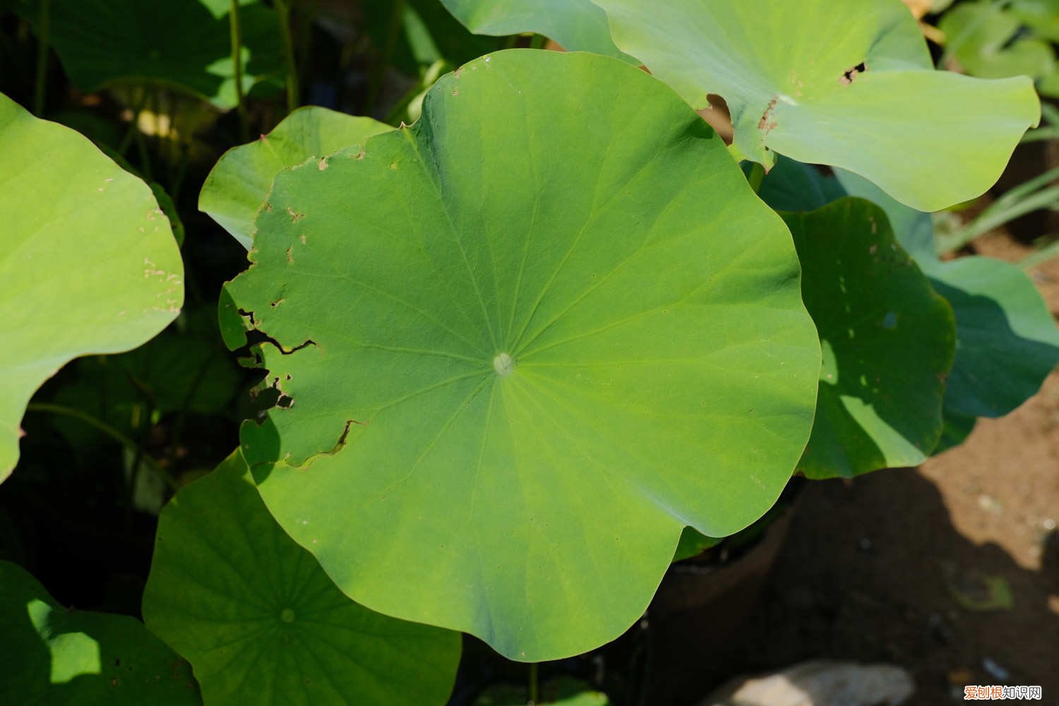 冬天怎么养荷花 水养荷花怎么过冬，北方可以养荷花吗