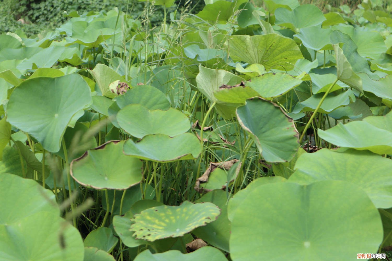 水培荷花怎么种植方法 家养 水培荷花的养殖方法，荷花能土培吗