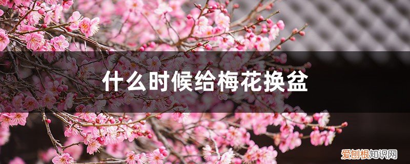 梅花什么时间换盆好 什么时候给梅花换盆，梅花换盆后马上浇水吗