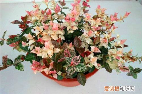 图 花叶络石叶子不变色是怎么回事 怎么让花叶络石变色