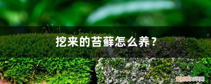 自己挖的苔藓如何养殖 挖来的苔藓怎么养？这样成活率最高！