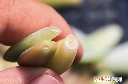 图 多肉植物不长根是什么回事 多肉植物不长根怎么办