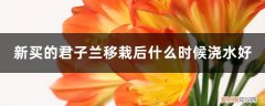 新买的君子兰移栽后需要立即浇水吗 新买的君子兰移栽后什么时候浇水好