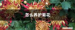 菊花怎么养到第二年 怎么养护菊花，菊花能养几年