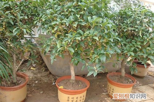 图 四季桂花的浇水方法 四季桂花如何浇水