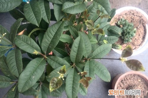 图 四季桂花的浇水方法 四季桂花如何浇水