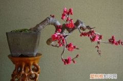 图 梅花根部发几颗芽是否保留 梅花从根部长出的新芽要不要剪掉