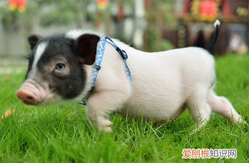 小香猪聪明吗,小香猪听话吗