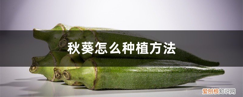 秋葵种子种植方法如下 秋葵怎么种植方法，秋葵种子怎么种