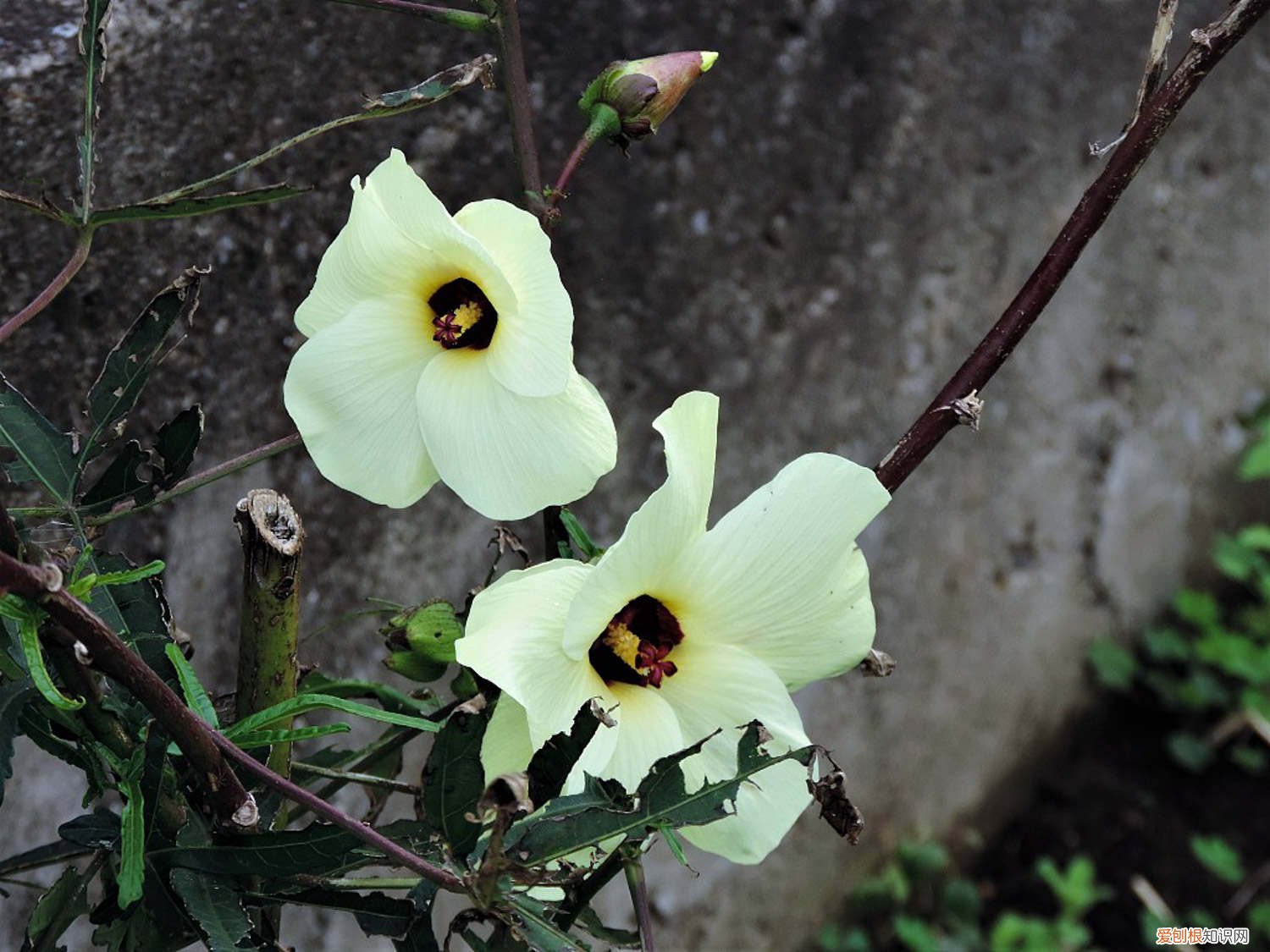 秋葵种子种植方法如下 秋葵怎么种植方法，秋葵种子怎么种