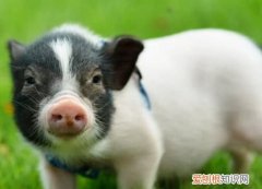 小香猪能活多久，宠物小香猪能活几年