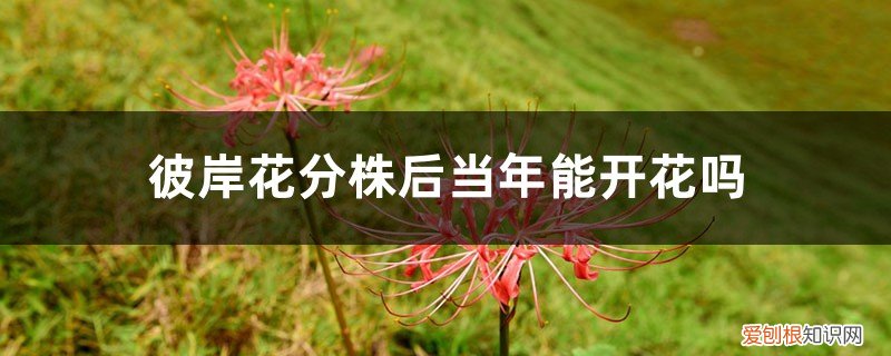 彼岸花种球种植后多久发芽 彼岸花分株后当年能开花吗，彼岸花如何分株