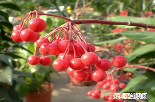 图 富贵子如何修剪枝叶 富贵子的修剪方法和注意事项