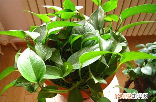 图 绿萝怎么才能长藤 如何让绿萝快速长藤