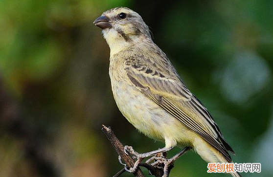 金青鸟品种，金青鸟原产地